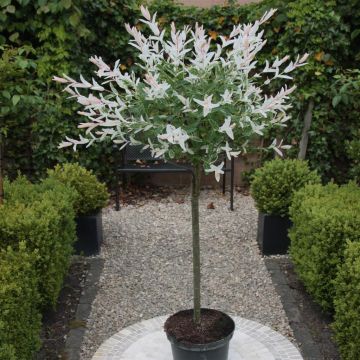 Salix