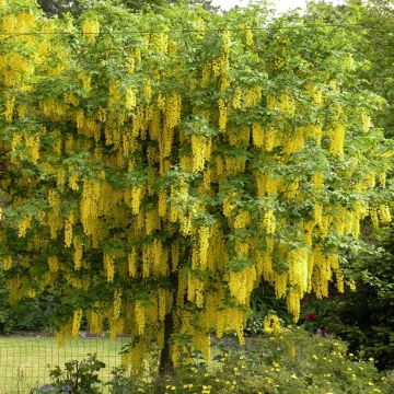 Laburnum Golden Rain