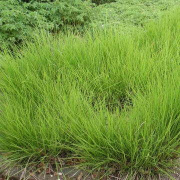 Sesleria autumnalis