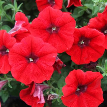 Petunia Veined Red