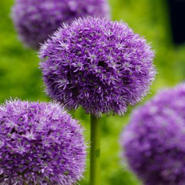 allium-his-excellency-19