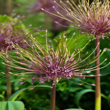 allium-schubertii-14