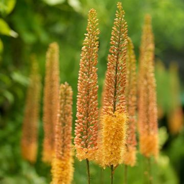 eremurus-pinokkio-02