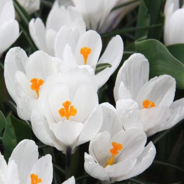 Crocus Vernus Jean D'arc