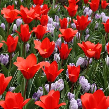 Kaufmaniana Showwinner and Crocus  Vernus Pickwick