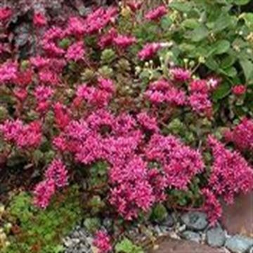 Sedum spurium Schorbusser Blutt