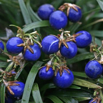 Ophiopogon japonica Minor met bes 3 Ophiopogon japonica Minor met bes 3