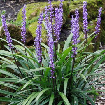 Liriope Royal Purple Tuin