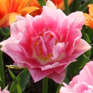 Peach Blossom