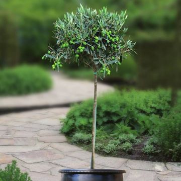 olive tree v4