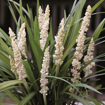 Liriope Monroe White Tuin corr