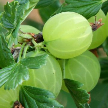 ribes hinonmacki green