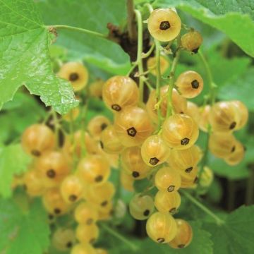 ribes rubrum Werdavia