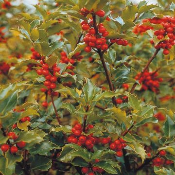 Ilex meseveae Blue Prince