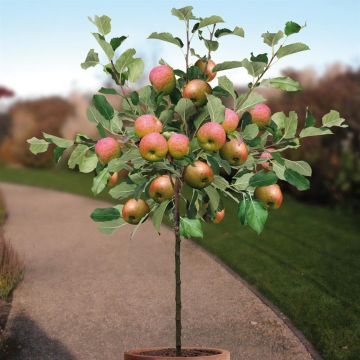 Malus d. Bramley Seedling pot boom v1