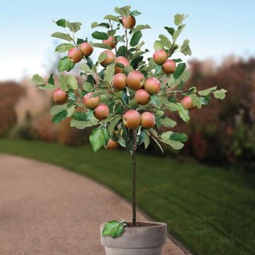 Malus d. Cox Orange Pippin pot boom v1 Malus d. Cox Orange Pippin pot boom v1