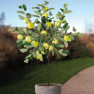 Malus d. GDelicious pot v3