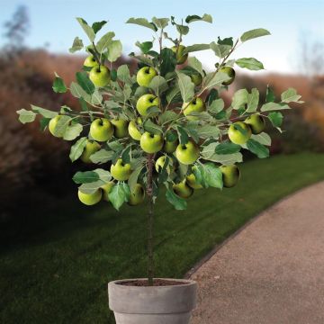 Malus d. Granny Smith pot boom v2 Malus d. Granny Smith pot boom v2