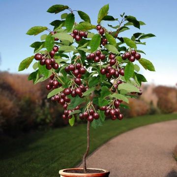 Prunus a. Sunburst struik v2