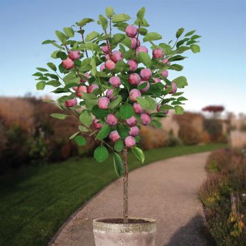 Prunus d. Opal patio boom v2 Prunus d. Opal patio boom v2