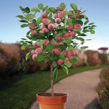 Prunus d. Victoria patio boom v2 Prunus d. Victoria patio boom v2