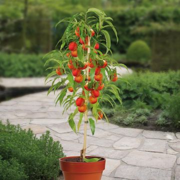 Prunus Nectarine Madame Blanchet patio boom v2
