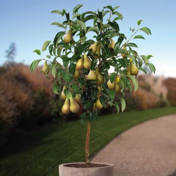 Pyrus c. Conference boom v3 Pyrus c. Conference boom v3