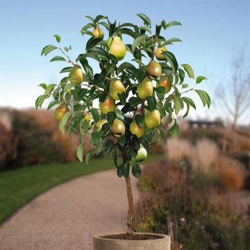 Pyrus c. Doyenne Comice boom-v1 Pyrus c. Doyenne Comice boom-v1