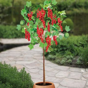 Ribes Zwart Titania stam 60 red v2