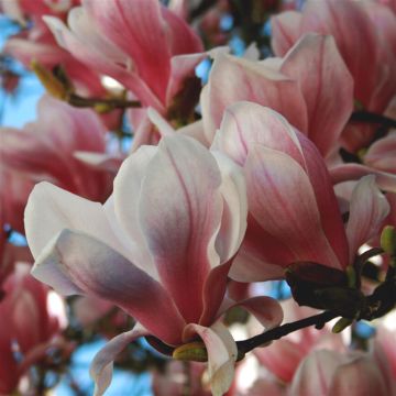 Magnolia Alexandria