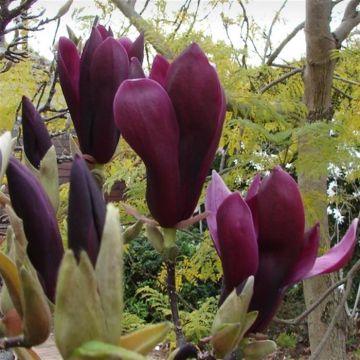 Magnolia nigra
