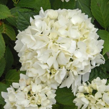 hydrangea soeur therese1