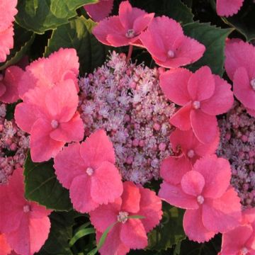 hydrangea taube
