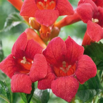 campsis flamenco