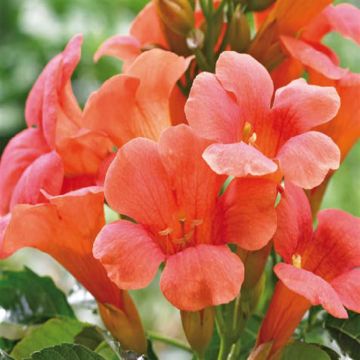 campsis madame galen