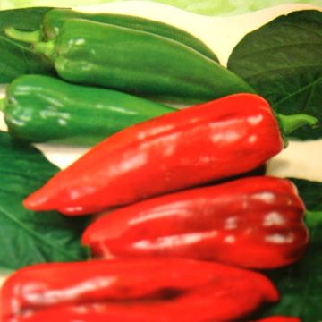Paprika  Atris F1 hybr.