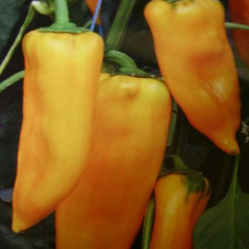 Paprika  Palladio F1 hybr.