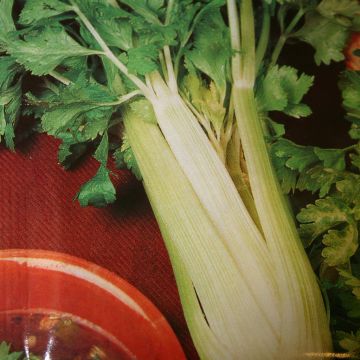 Bleekselderie  Goudgele  - Celery Golden