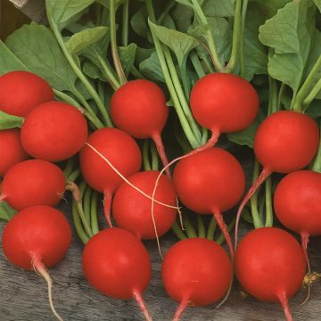 Radijs  Bel Image  - Radish Bel Image