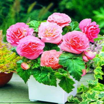 Begonia Non Stop Pink Begonia Non Stop Pink