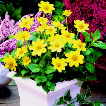 Dahlia Topmix Yellow Dahlia Topmix Yellow