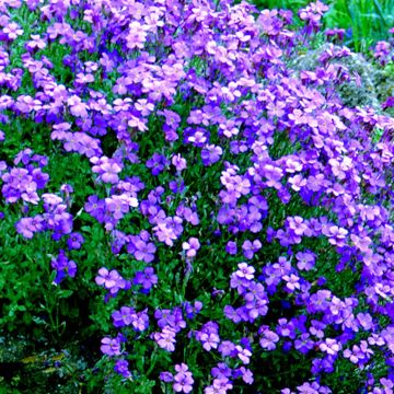 Aubretia Blue