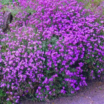 Aubretia pink Aubretia pink
