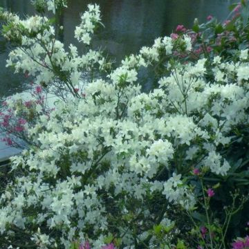 Azalea jap. White