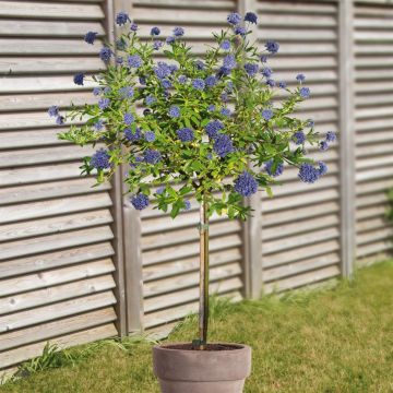 Standard Ceanothus v2 Standard Ceanothus v2