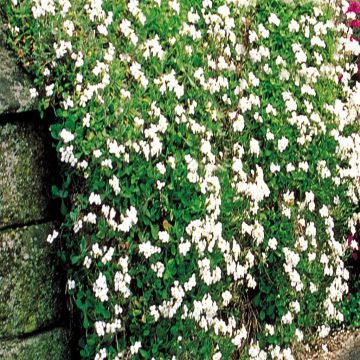 Phlox subulata White