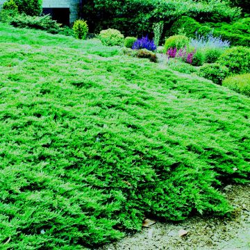juniperus horizontalis Wiltonii