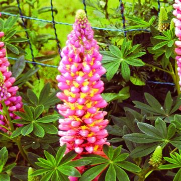 Lupine Pink Lupine Pink