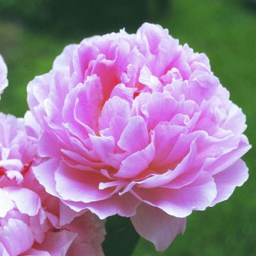 Paeonia lactifl. Sarah Bernhard Paeonia lactifl. Sarah Bernhard