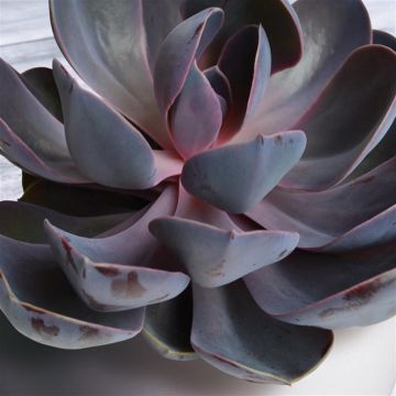 Echeveria Purple Pearl